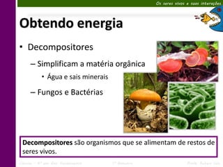 Os seres vivos e suas interações




Obtendo energia
• Decompositores
      – Simplificam a matéria orgânica
            • Água e sais minerais

      – Fungos e Bactérias




  Decompositores são organismos que se alimentam de restos de
  seres vivos.
Ciências – 6º ano Ens. Fundamental   1º Bimestre                  Profa. Rebeca Vale
 