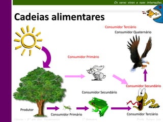 Os seres vivos e suas interações




Cadeias alimentares
                                                               Consumidor Terciário
                                                                    Consumidor Quaternário




                                     Consumidor Primário




                                                                            Consumidor Secundário
                                             Consumidor Secundário



    Produtor
                           Consumidor Primário                              Consumidor Terciário
Ciências – 6º ano Ens. Fundamental               1º Bimestre                       Profa. Rebeca Vale
 
