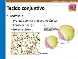 As células se organizam – Os tecidos




Tecido conjuntivo
• ADIPOSO
      – Proteção contra choques mecânicos
      – Fornecer energia
      – Isolante térmico




                                      Adipócitos.

Ciências – 8º ano Ens. Fundamental   1º Bimestre                       Profa. Rebeca Vale
 