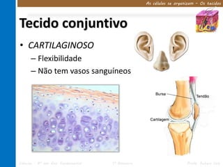 As células se organizam – Os tecidos




Tecido conjuntivo
• CARTILAGINOSO
      – Flexibilidade
      – Não tem vasos sanguíneos




Ciências – 8º ano Ens. Fundamental   1º Bimestre                      Profa. Rebeca Vale
 