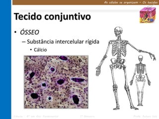 As células se organizam – Os tecidos




Tecido conjuntivo
• ÓSSEO
      – Substância intercelular rígida
            • Cálcio




Ciências – 8º ano Ens. Fundamental   1º Bimestre                      Profa. Rebeca Vale
 