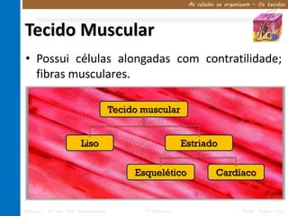 As células se organizam – Os tecidos




Tecido Muscular
• Possui células alongadas com contratilidade;
  fibras musculares.

                                     Tecido muscular


                       Liso                               Estriado


                                          Esquelético                Cardíaco


Ciências – 8º ano Ens. Fundamental          1º Bimestre                       Profa. Rebeca Vale
 