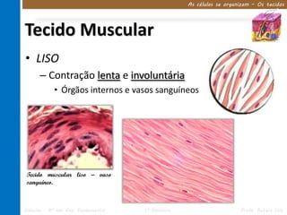 As células se organizam – Os tecidos




Tecido Muscular
• LISO
      – Contração lenta e involuntária
            • Órgãos internos e vasos sanguíneos




 Tecido muscular liso – vaso
 sanguíneo.



Ciências – 8º ano Ens. Fundamental   1º Bimestre                      Profa. Rebeca Vale
 