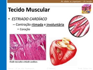 As células se organizam – Os tecidos




Tecido Muscular
• ESTRIADO CARDÍACO
      – Contração ritmada e involuntária
            • Coração




  Tecido muscular estriado cardíaco.


Ciências – 8º ano Ens. Fundamental     1º Bimestre                      Profa. Rebeca Vale
 