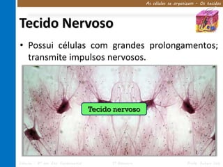 As células se organizam – Os tecidos




Tecido Nervoso
• Possui células com grandes prolongamentos;
  transmite impulsos nervosos.




                                     Tecido nervoso




Ciências – 8º ano Ens. Fundamental         1º Bimestre                      Profa. Rebeca Vale
 