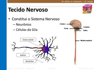 As células se organizam – Os tecidos




Tecido Nervoso
• Constitui o Sistema Nervoso
      – Neurônios
      – Células da Glia

                  Corpo celular




               Axônio

                      Dendritos


Ciências – 8º ano Ens. Fundamental   1º Bimestre                      Profa. Rebeca Vale
 