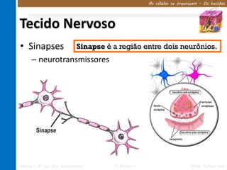 As células se organizam – Os tecidos




Tecido Nervoso
• Sinapses                    Sinapse é a região entre dois neurônios.
      – neurotransmissores




Ciências – 8º ano Ens. Fundamental      1º Bimestre                      Profa. Rebeca Vale
 