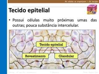 As células se organizam – Os tecidos




Tecido epitelial
• Possui células muito próximas umas das
  outras; pouca substância intercelular.



                                     Tecido epitelial


                    Revestimento                      Glandular



Ciências – 8º ano Ens. Fundamental          1º Bimestre                      Profa. Rebeca Vale
 