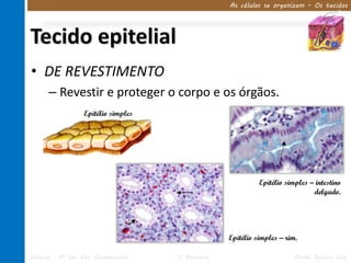 As células se organizam – Os tecidos




Tecido epitelial
• DE REVESTIMENTO
      – Revestir e proteger o corpo e os órgãos.
                  Epitélio simples




                                                             Epitélio simples – intestino
                                                                               delgado.




                                                   Epitélio simples – rim.

Ciências – 8º ano Ens. Fundamental   1º Bimestre                         Profa. Rebeca Vale
 