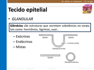As células se organizam – Os tecidos




Tecido epitelial
• GLANDULAR
  Glândulas são estruturas que secretam substâncias no corpo,
  tais como: hormônios, lágrimas, suor...

      – Exócrinas
      – Endócrinas
      – Mistas




Ciências – 8º ano Ens. Fundamental   1º Bimestre                      Profa. Rebeca Vale
 