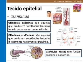As células se organizam – Os tecidos




Tecido epitelial
• GLANDULAR
 Glândulas exócrinas são aquelas
 que produzem substâncias lançadas
 fora do corpo ou em uma cavidade.

 Glândulas endócrinas são aquelas
 que produzem substâncias lançadas
 diretamente na corrente sanguínea.


                                           Glândulas mistas têm função
                                           exócrina e endócrina.
Ciências – 8º ano Ens. Fundamental   1º Bimestre                      Profa. Rebeca Vale
 