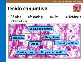As células se organizam – Os tecidos




Tecido conjuntivo
• Células      afastadas;                                  muita           substância
  intercelular

                                Tecido conjuntivo


        Adiposo                                   Sanguíneo

                                     Ósseo                     Hematopoiético


              Cartilaginoso                  Propriamente dito

Ciências – 8º ano Ens. Fundamental           1º Bimestre                        Profa. Rebeca Vale
 