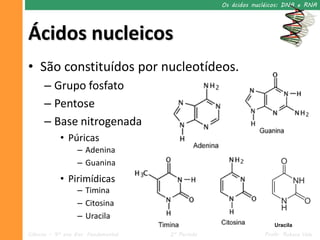 Os ácidos nucléicos: DNA e RNA




Ácidos nucleicos
• São constituídos por nucleotídeos.
      – Grupo fosfato
      – Pentose
      – Base nitrogenada
            • Púricas
                  – Adenina
                  – Adenina
                  – Guanina
                  – Guanina
            • Pirimídicas
                  – Timina
                  – Citosina
                  – Uracila
                                                                  Uracila
Ciências – 9º ano Ens. Fundamental   2º Período                Profa. Rebeca Vale
 