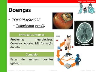 Reino dos Protistas




Doenças
• TOXOPLASMOSE
      – Toxoplasma gondii.

             Principais sintomas
  Problemas         neurológicos.
  Cegueira. Aborto. Má formação
  do feto.

                      Contágio
  Fezes de               animais     doentes
  (gatos).

Ciências – 7º ano Ens. Fundamental      1º Bimestre      Profa. Rebeca Vale
 