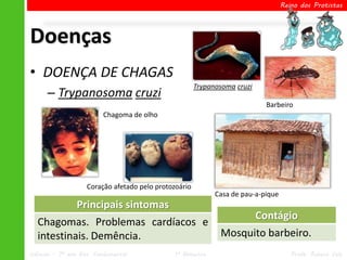 Reino dos Protistas




Doenças
• DOENÇA DE CHAGAS
                                                       Trypanosoma cruzi
      – Trypanosoma cruzi
                                                                             Barbeiro
                         Chagoma de olho




                    Coração afetado pelo protozoário
                                                             Casa de pau-a-pique
                Principais sintomas
                                                                           Contágio
  Chagomas. Problemas cardíacos e
  intestinais. Demência.                                      Mosquito barbeiro.
Ciências – 7º ano Ens. Fundamental            1º Bimestre                             Profa. Rebeca Vale
 