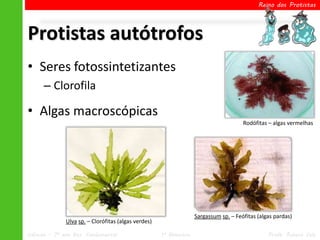 Reino dos Protistas




Protistas autótrofos
• Seres fotossintetizantes
      – Clorofila

• Algas macroscópicas
                                                                                      Rodófitas – algas vermelhas




                                                                   Sargassum sp. – Feófitas (algas pardas)
              Ulva sp. – Clorófitas (algas verdes)

Ciências – 7º ano Ens. Fundamental                   1º Bimestre                                Profa. Rebeca Vale
 