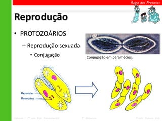 Reino dos Protistas




Reprodução
• PROTOZOÁRIOS
      – Reprodução sexuada
            • Conjugação                Conjugação em paramécios.




Ciências – 7º ano Ens. Fundamental   1º Bimestre                    Profa. Rebeca Vale
 