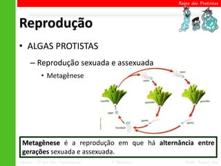 Reino dos Protistas




Reprodução
• ALGAS PROTISTAS
      – Reprodução sexuada e assexuada
            • Metagênese




 Metagênese é a reprodução em que há alternância entre
 gerações sexuada e assexuada.
Ciências – 7º ano Ens. Fundamental   1º Bimestre      Profa. Rebeca Vale
 