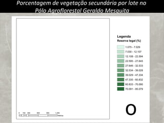 Porcentagem de vegetação secundária por lote  no  Pólo Agroflorestal Geraldo Mesquita 