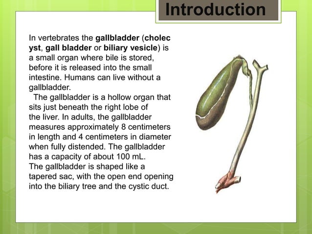 Anatomy of gall bladder and excretory bile ducts | PPTX