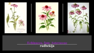 Echinacea, fam. Asteraceae​
rudbekija
 