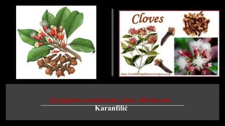 Syzygium aromaticum, fam. Myrtaceae
Karanfilić
 