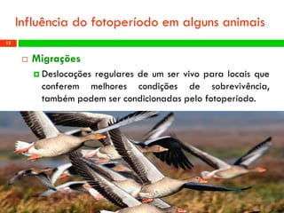 Migrações 
Deslocaçõesregularesdeumservivoparalocaisqueconferemmelhorescondiçõesdesobrevivência, tambémpodemsercondicionadaspelofotoperíodo. 
Profª: Sandra Nascimento 
15 
Influênciadofotoperíodoemalgunsanimais  