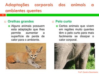 Orelhasgrandes 
Algunsanimaispossuemestaadaptaçãoquelhespermiteaumentarasuperfíciedeperdadecalorparaoambiente. 
Profª: Sandra Nascimento 
23 
Adaptaçõescorporaisdosanimaisaambientesquentes 
Pelocurto 
Certosanimaisquevivememregiõesmuitoquentestêmopelocurtoparamaisfacilmentesedissiparocalorcorporal.  