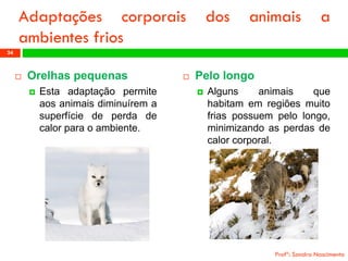 Orelhaspequenas 
Estaadaptaçãopermiteaosanimaisdiminuíremasuperfíciedeperdadecalorparaoambiente. 
Profª: Sandra Nascimento 
24 
Adaptaçõescorporaisdosanimaisaambientesfrios 
Pelolongo 
Algunsanimaisquehabitamemregiõesmuitofriaspossuempelolongo, minimizandoasperdasdecalorcorporal.  
