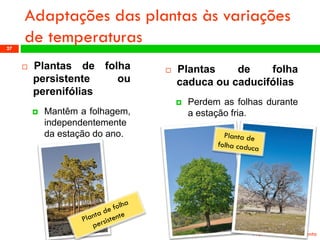 Adaptações das plantas às variações de temperaturas 
Plantasdefolhapersistenteouperenifólias 
Mantêmafolhagem, independentementedaestaçãodoano. 
Profª: Sandra Nascimento 
27 
Plantasdefolhacaducaoucaducifólias 
Perdemasfolhasduranteaestaçãofria.  