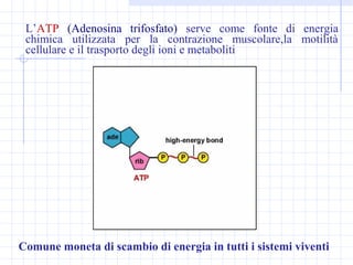 L’ATP (Adenosina trifosfato) serve come fonte di energia
chimica utilizzata per la contrazione muscolare,la motilità
cellulare e il trasporto degli ioni e metaboliti
Comune moneta di scambio di energia in tutti i sistemi viventi
 