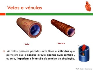 Veias e vénulas




    As veias possuem paredes mais finas e válvulas que
    permitem que o sangue circule apenas num sentido ,
    ou seja, impedem a inversão do sentido da circulação.


                                                            Profª: Sandra Nascimento
 