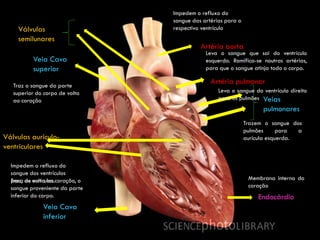 Impedem o refluxo do
                                  sangue das artérias para o
     Válvulas                     respectivo ventrículo
     semilunares
                                            Artéria aorta
                                              Leva o sangue que sai do ventrículo
           Veia Cava                          esquerdo. Ramifica-se noutras artérias,
           superior                           para que o sangue atinja todo o corpo.

   Traz o sangue da parte
                                                Artéria pulmonar
   superior do corpo de volta                      Leva o sangue do ventrículo direito
   ao coração                                      para os pulmões Veias
                                                                     pulmonares
                                                               Trazem o sangue dos
                                                               pulmões      para  a
Válvulas auriculo-                                             aurícula esquerda.
ventriculares

  Impedem o refluxo do
  sangue dos ventrículos
  para as volta ao
  Traz, de aurículas.coração, o                                 Membrana interna do
  sangue proveniente da parte                                   coração
  inferior do corpo.                                                Endocárdio
               Veia Cava
               inferior
 
