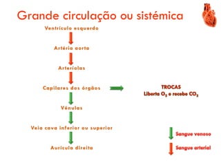Grande circulação ou sistémica
 