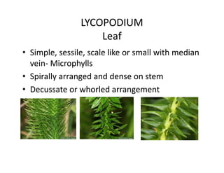 LYCOPODIUM
Leaf
• Simple, sessile, scale like or small with median
vein- Microphylls
• Spirally arranged and dense on stem
• Decussate or whorled arrangement
• Simple, sessile, scale like or small with median
vein- Microphylls
• Spirally arranged and dense on stem
• Decussate or whorled arrangement
 