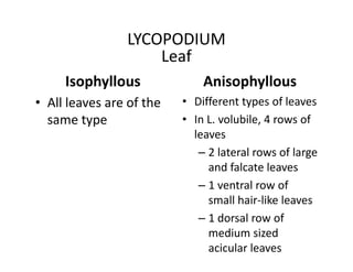 Isophyllous
• All leaves are of the
same type
Anisophyllous
• Different types of leaves
• In L. volubile, 4 rows of
leaves
– 2 lateral rows of large
and falcate leaves
– 1 ventral row of
small hair-like leaves
– 1 dorsal row of
medium sized
acicular leaves
LYCOPODIUM
Leaf
• All leaves are of the
same type
• Different types of leaves
• In L. volubile, 4 rows of
leaves
– 2 lateral rows of large
and falcate leaves
– 1 ventral row of
small hair-like leaves
– 1 dorsal row of
medium sized
acicular leaves
 