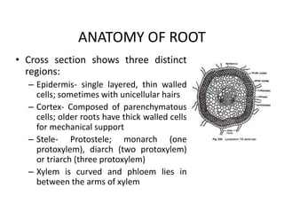 ANATOMY OF ROOT
• Cross section shows three distinct
regions:
– Epidermis- single layered, thin walled
cells; sometimes with unicellular hairs
– Cortex- Composed of parenchymatous
cells; older roots have thick walled cells
for mechanical support
– Stele- Protostele; monarch (one
protoxylem), diarch (two protoxylem)
or triarch (three protoxylem)
– Xylem is curved and phloem lies in
between the arms of xylem
• Cross section shows three distinct
regions:
– Epidermis- single layered, thin walled
cells; sometimes with unicellular hairs
– Cortex- Composed of parenchymatous
cells; older roots have thick walled cells
for mechanical support
– Stele- Protostele; monarch (one
protoxylem), diarch (two protoxylem)
or triarch (three protoxylem)
– Xylem is curved and phloem lies in
between the arms of xylem
 