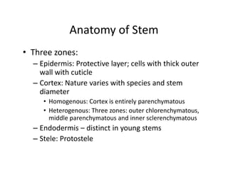 Anatomy of Stem
• Three zones:
– Epidermis: Protective layer; cells with thick outer
wall with cuticle
– Cortex: Nature varies with species and stem
diameter
• Homogenous: Cortex is entirely parenchymatous
• Heterogenous: Three zones: outer chlorenchymatous,
middle parenchymatous and inner sclerenchymatous
– Endodermis – distinct in young stems
– Stele: Protostele
• Three zones:
– Epidermis: Protective layer; cells with thick outer
wall with cuticle
– Cortex: Nature varies with species and stem
diameter
• Homogenous: Cortex is entirely parenchymatous
• Heterogenous: Three zones: outer chlorenchymatous,
middle parenchymatous and inner sclerenchymatous
– Endodermis – distinct in young stems
– Stele: Protostele
 