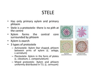 STELE
• Has only primary xylem and primary
phloem
• Stele is a protostele- there is no pith at
the centre
• Xylem forms the central core
surrounded by phloem
• Xylem is exarch
• 3 types of protostele
– Actinostele- Xylem Star shaped, phloem
between arms of xylem (L. selago,
L.serratum)
– Plectostele- Xylem in the form of plates
(L. clavatum, L. companulatum)
– Mixed protostele- Xylem and phloem
uniformly distributed in T.S. (L. cernuum)
• Has only primary xylem and primary
phloem
• Stele is a protostele- there is no pith at
the centre
• Xylem forms the central core
surrounded by phloem
• Xylem is exarch
• 3 types of protostele
– Actinostele- Xylem Star shaped, phloem
between arms of xylem (L. selago,
L.serratum)
– Plectostele- Xylem in the form of plates
(L. clavatum, L. companulatum)
– Mixed protostele- Xylem and phloem
uniformly distributed in T.S. (L. cernuum)
 