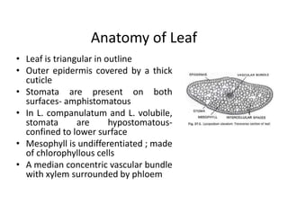 Anatomy of Leaf
• Leaf is triangular in outline
• Outer epidermis covered by a thick
cuticle
• Stomata are present on both
surfaces- amphistomatous
• In L. companulatum and L. volubile,
stomata are hypostomatous-
confined to lower surface
• Mesophyll is undifferentiated ; made
of chlorophyllous cells
• A median concentric vascular bundle
with xylem surrounded by phloem
• Leaf is triangular in outline
• Outer epidermis covered by a thick
cuticle
• Stomata are present on both
surfaces- amphistomatous
• In L. companulatum and L. volubile,
stomata are hypostomatous-
confined to lower surface
• Mesophyll is undifferentiated ; made
of chlorophyllous cells
• A median concentric vascular bundle
with xylem surrounded by phloem
 