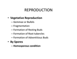 REPRODUCTION
• Vegetative Reproduction
– Gemmae or Bulbils
– Fragmentation
– Formation of Resting Buds
– Formation of Root tubercles
– Formation of Adventitious Buds
• By Spores
– Homosporous condition
• Vegetative Reproduction
– Gemmae or Bulbils
– Fragmentation
– Formation of Resting Buds
– Formation of Root tubercles
– Formation of Adventitious Buds
• By Spores
– Homosporous condition
 