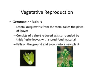 Vegetative Reproduction
• Gemmae or Bulbils
– Lateral outgrowths from the stem, takes the place
of leaves
– Consists of a short reduced axis surrounded by
thick fleshy leaves with stored food material
– Falls on the ground and grows into a new plant
• Gemmae or Bulbils
– Lateral outgrowths from the stem, takes the place
of leaves
– Consists of a short reduced axis surrounded by
thick fleshy leaves with stored food material
– Falls on the ground and grows into a new plant
 