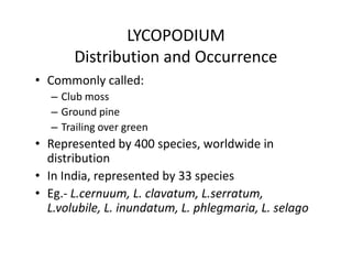 LYCOPODIUM
Distribution and Occurrence
• Commonly called:
– Club moss
– Ground pine
– Trailing over green
• Represented by 400 species, worldwide in
distribution
• In India, represented by 33 species
• Eg.- L.cernuum, L. clavatum, L.serratum,
L.volubile, L. inundatum, L. phlegmaria, L. selago
• Commonly called:
– Club moss
– Ground pine
– Trailing over green
• Represented by 400 species, worldwide in
distribution
• In India, represented by 33 species
• Eg.- L.cernuum, L. clavatum, L.serratum,
L.volubile, L. inundatum, L. phlegmaria, L. selago
 