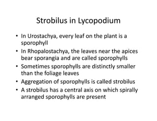 Strobilus in Lycopodium
• In Urostachya, every leaf on the plant is a
sporophyll
• In Rhopalostachya, the leaves near the apices
bear sporangia and are called sporophylls
• Sometimes sporophylls are distinctly smaller
than the foliage leaves
• Aggregation of sporophylls is called strobilus
• A strobilus has a central axis on which spirally
arranged sporophylls are present
• In Urostachya, every leaf on the plant is a
sporophyll
• In Rhopalostachya, the leaves near the apices
bear sporangia and are called sporophylls
• Sometimes sporophylls are distinctly smaller
than the foliage leaves
• Aggregation of sporophylls is called strobilus
• A strobilus has a central axis on which spirally
arranged sporophylls are present
 