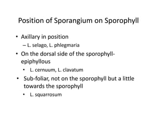 Position of Sporangium on Sporophyll
• Axillary in position
– L. selago, L. phlegmaria
• On the dorsal side of the sporophyll-
epiphyllous
• L. cernuum, L. clavatum
• Sub-foliar, not on the sporophyll but a little
towards the sporophyll
• L. squarrosum
• Axillary in position
– L. selago, L. phlegmaria
• On the dorsal side of the sporophyll-
epiphyllous
• L. cernuum, L. clavatum
• Sub-foliar, not on the sporophyll but a little
towards the sporophyll
• L. squarrosum
 