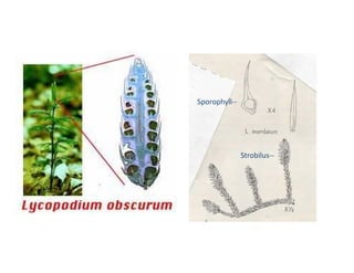 Sporophyll--
Strobilus--
 