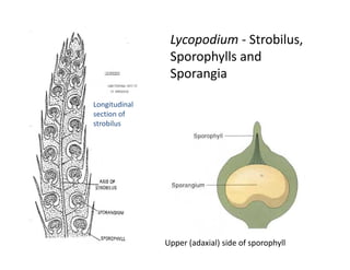 Lycopodium - Strobilus,
Sporophylls and
Sporangia
Longitudinal
section of
strobilus
Upper (adaxial) side of sporophyll
 
