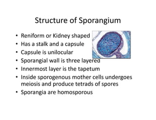 Structure of Sporangium
• Reniform or Kidney shaped
• Has a stalk and a capsule
• Capsule is unilocular
• Sporangial wall is three layered
• Innermost layer is the tapetum
• Inside sporogenous mother cells undergoes
meiosis and produce tetrads of spores
• Sporangia are homosporous
• Reniform or Kidney shaped
• Has a stalk and a capsule
• Capsule is unilocular
• Sporangial wall is three layered
• Innermost layer is the tapetum
• Inside sporogenous mother cells undergoes
meiosis and produce tetrads of spores
• Sporangia are homosporous
 