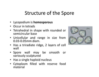 Structure of the Spore
• Lycopodium is homosporous
• Occur in tetrads
• Tetrahedral in shape with rounded or
semicircular base
• Unicellular and range in size from
0.03-0.05mm diam.
• Has a triradiate ridge, 2 layers of cell
wall
• Spore wall may be smooth or
variously sculptured
• Has a single haploid nucleus
• Cytoplasm filled with reserve food
material
• Lycopodium is homosporous
• Occur in tetrads
• Tetrahedral in shape with rounded or
semicircular base
• Unicellular and range in size from
0.03-0.05mm diam.
• Has a triradiate ridge, 2 layers of cell
wall
• Spore wall may be smooth or
variously sculptured
• Has a single haploid nucleus
• Cytoplasm filled with reserve food
material
 