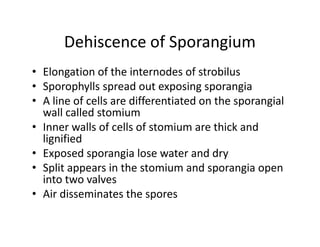Dehiscence of Sporangium
• Elongation of the internodes of strobilus
• Sporophylls spread out exposing sporangia
• A line of cells are differentiated on the sporangial
wall called stomium
• Inner walls of cells of stomium are thick and
lignified
• Exposed sporangia lose water and dry
• Split appears in the stomium and sporangia open
into two valves
• Air disseminates the spores
• Elongation of the internodes of strobilus
• Sporophylls spread out exposing sporangia
• A line of cells are differentiated on the sporangial
wall called stomium
• Inner walls of cells of stomium are thick and
lignified
• Exposed sporangia lose water and dry
• Split appears in the stomium and sporangia open
into two valves
• Air disseminates the spores
 